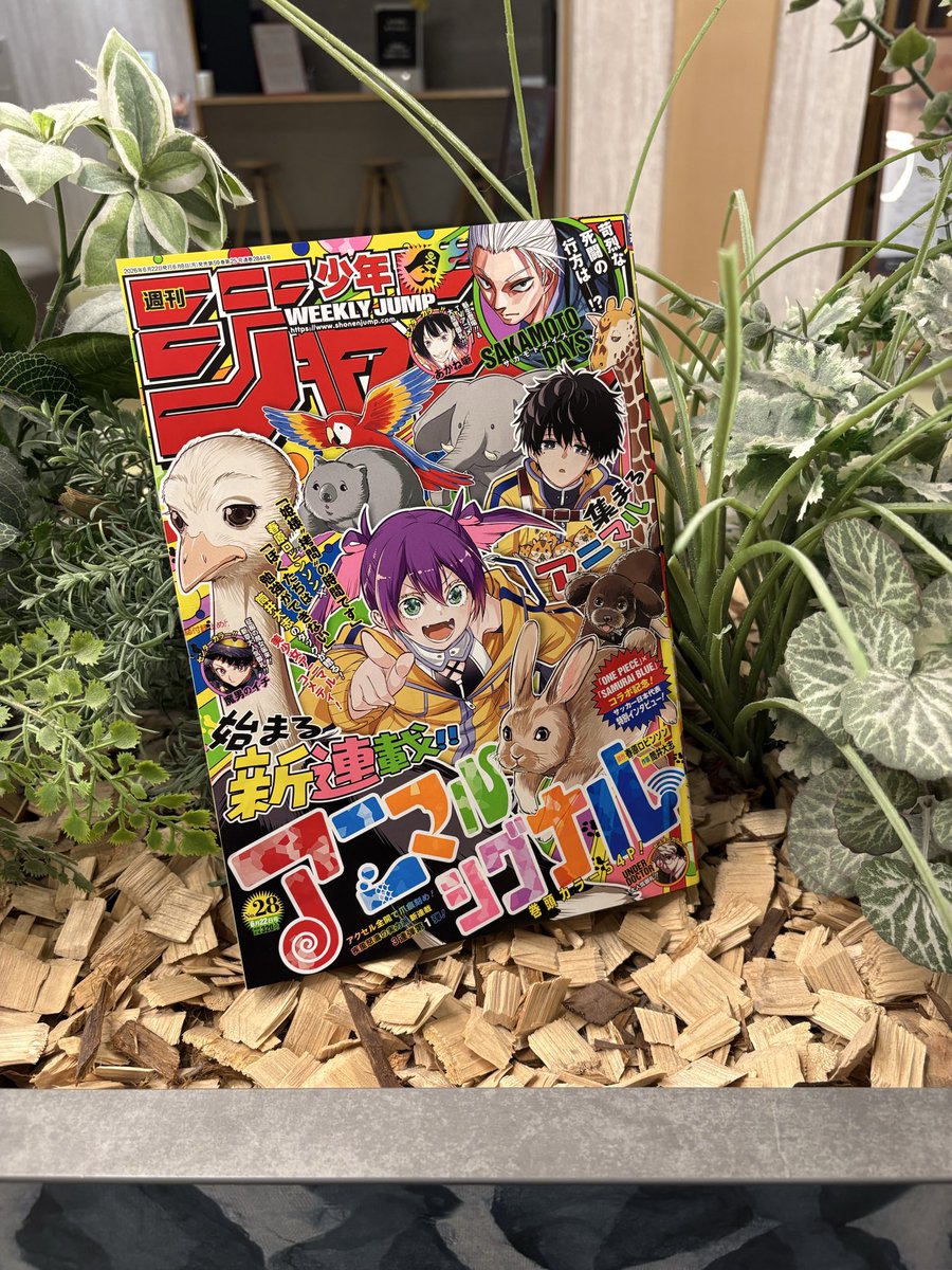 ジャンプ新刊入荷してます！！