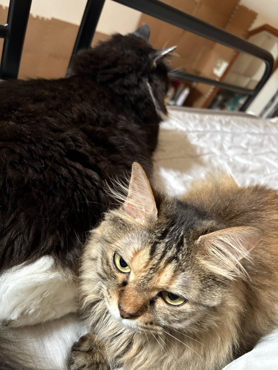 vision_most's tweet photo. おはようございます。
#猫 #ねこ #猫のいる生活 #cat https://t.co/iHgIU4enaA