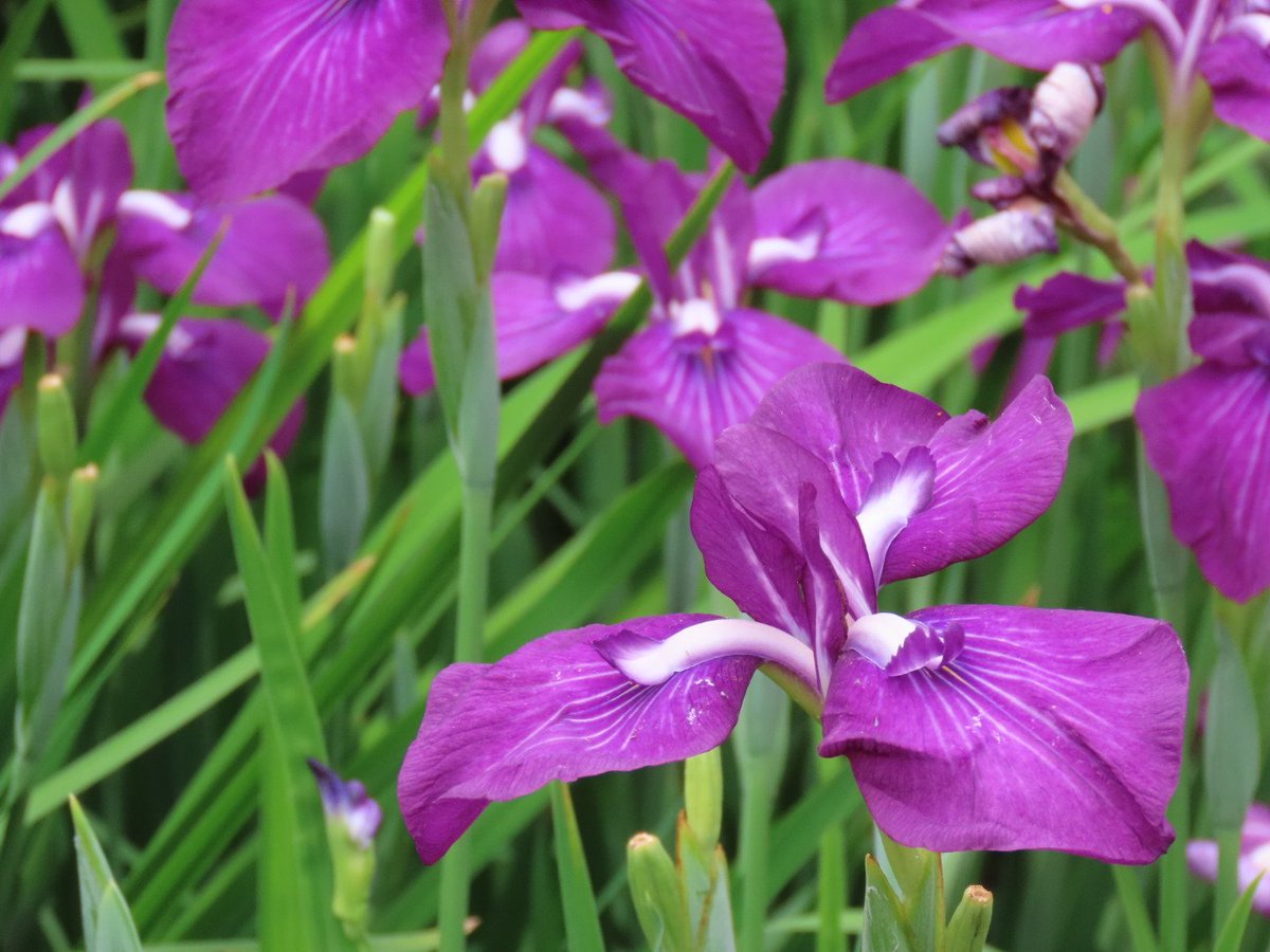 palpalhalhal's tweet photo. おはようございます。花菖蒲って同じように見えてたくさん種類があるんですね～(^^)✨行ってきます　#TLを花でいっぱいにしよう https://t.co/SZhWjRDRXp