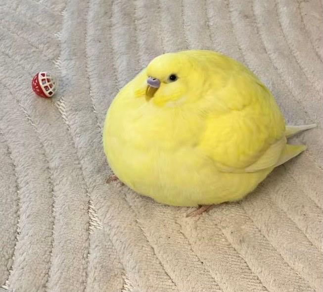 only cute things tweet media