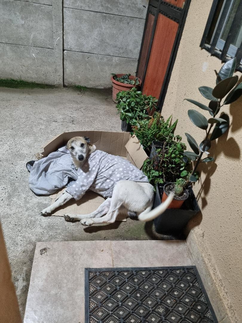 fucancl's tweet photo. ESTÁ EN TALCA+56979099348, lo rescato para recuperarlo y hoy , lo mordió su perro y ya no puede tenerlo AYUDAR PORFAVOR A QUE TENGA UN HOGAR Y MEJOR VIDA.
.
*caso externo https://t.co/75izDfbkIs