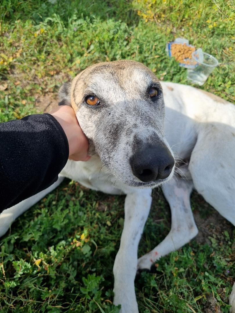 fucancl's tweet photo. ESTÁ EN TALCA+56979099348, lo rescato para recuperarlo y hoy , lo mordió su perro y ya no puede tenerlo AYUDAR PORFAVOR A QUE TENGA UN HOGAR Y MEJOR VIDA.
.
*caso externo https://t.co/75izDfbkIs
