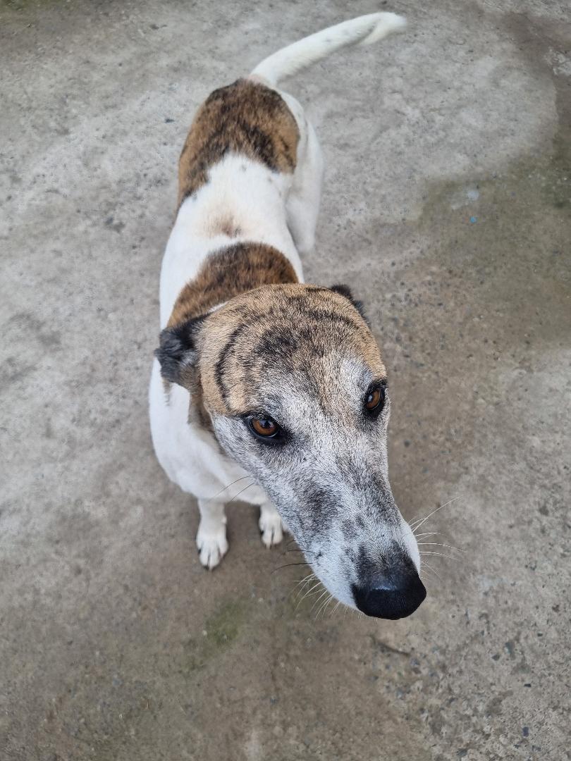 fucancl's tweet photo. ESTÁ EN TALCA+56979099348, lo rescato para recuperarlo y hoy , lo mordió su perro y ya no puede tenerlo AYUDAR PORFAVOR A QUE TENGA UN HOGAR Y MEJOR VIDA.
.
*caso externo https://t.co/75izDfbkIs