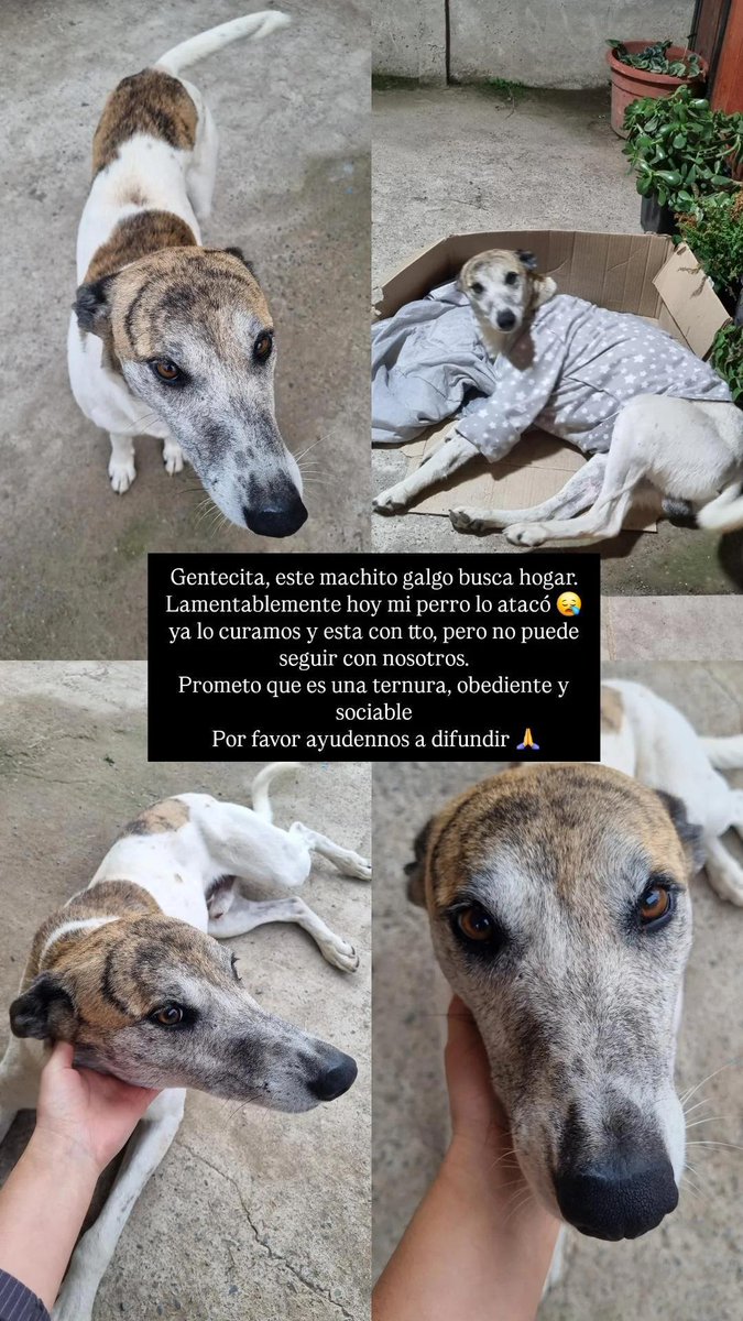 fucancl's tweet photo. ESTÁ EN TALCA+56979099348, lo rescato para recuperarlo y hoy , lo mordió su perro y ya no puede tenerlo AYUDAR PORFAVOR A QUE TENGA UN HOGAR Y MEJOR VIDA.
.
*caso externo https://t.co/75izDfbkIs