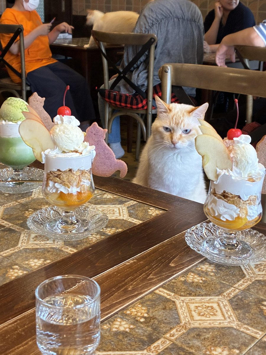 nekobuneko's tweet photo. あたしとどっがいいの！
ハッキリして🐱 https://t.co/5dkeM3ZtMT