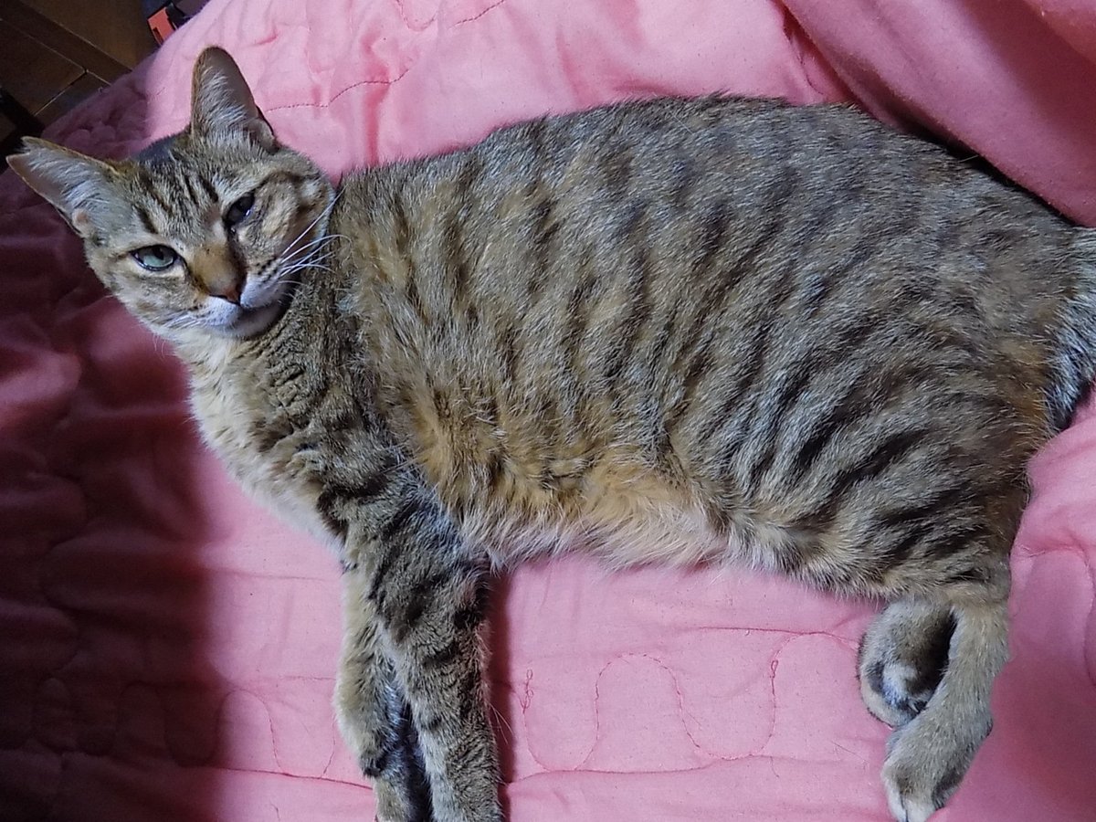 猫屋敷 (@VicViperBP_827z) / Posts / X