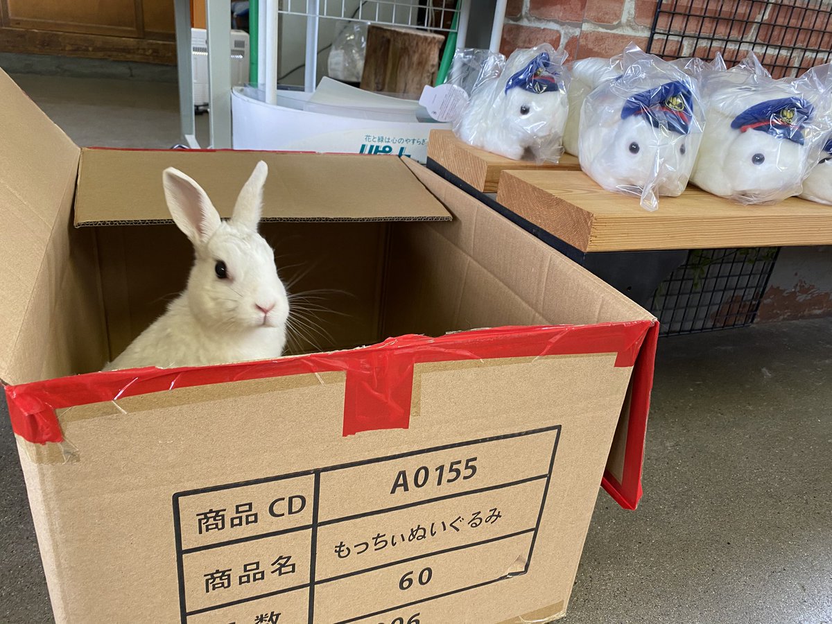 yr_mochii's tweet photo. もっちぃぬいぬいみんな買ってねܸᐢ. ̫.ᐢ ܸ

※箱📦に入ってるぬいぐるみ(？)は非売品です

山形鉄道公式通販サイト⬇️
https://t.co/MtDqLYwDu0 https://t.co/3KqjYN7K1p