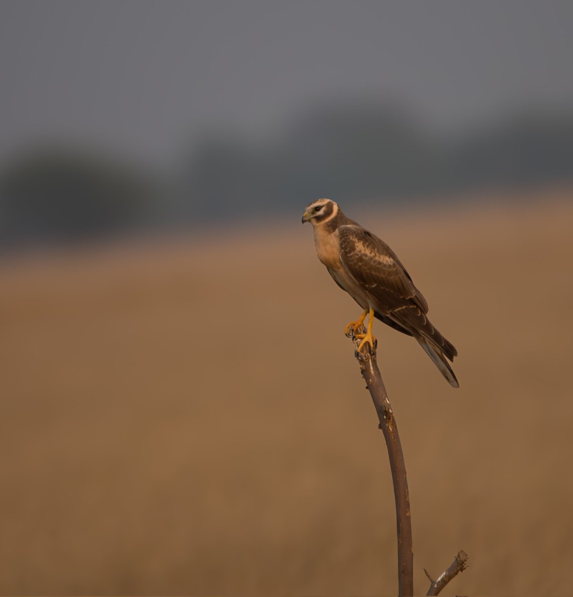 mit_sood's tweet photo. Pallid Harrier, female 

Scanning the savanah grasslands of Tal Chhapar. Male is a ghostly white. 

#dailypic #IndiAves #TwitterNatureCommunity #birdwatching #ThePhotoHour https://t.co/hi1RMZHlLi