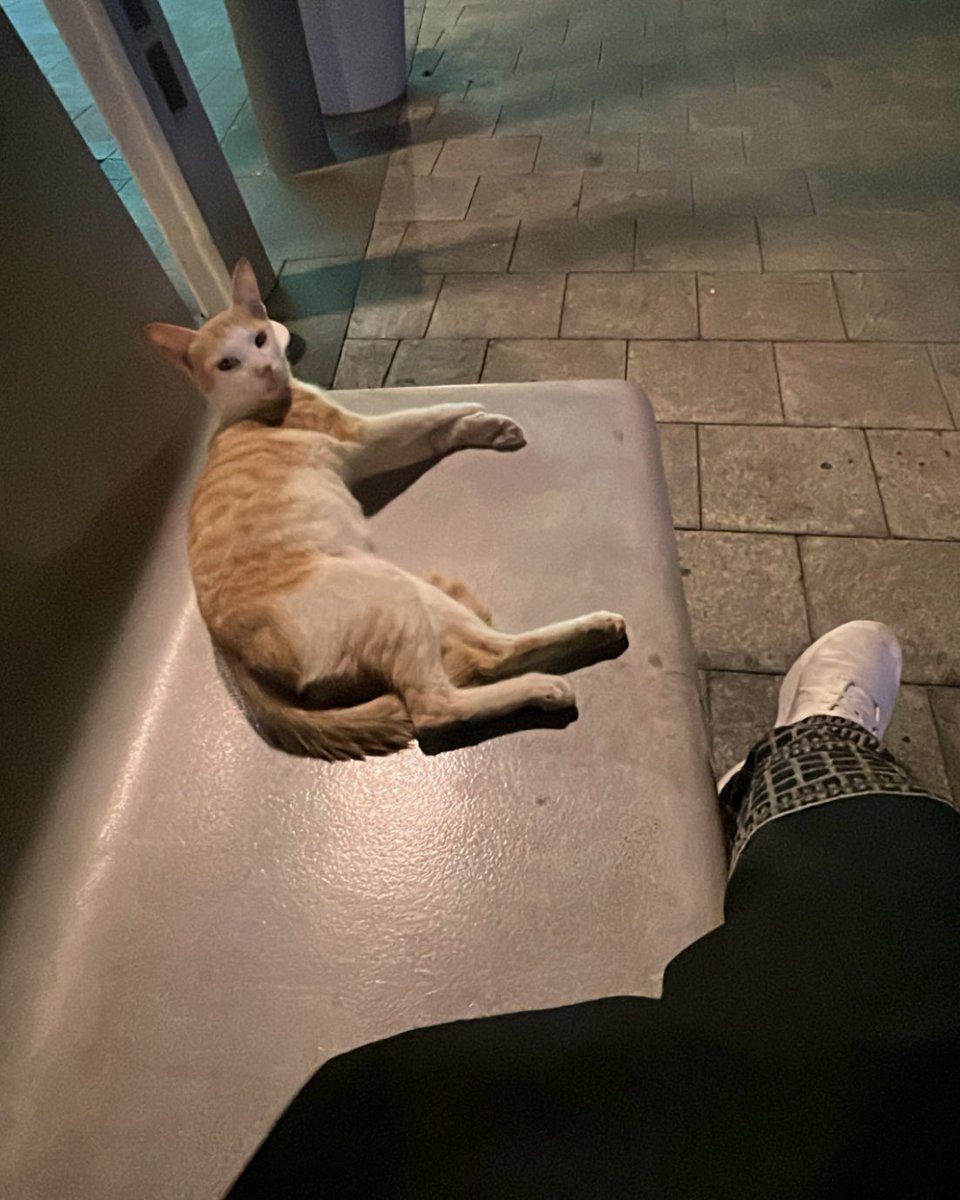 rmvcs2's tweet photo. I LOVE CATS 🐈 https://t.co/OMmeslcBW4