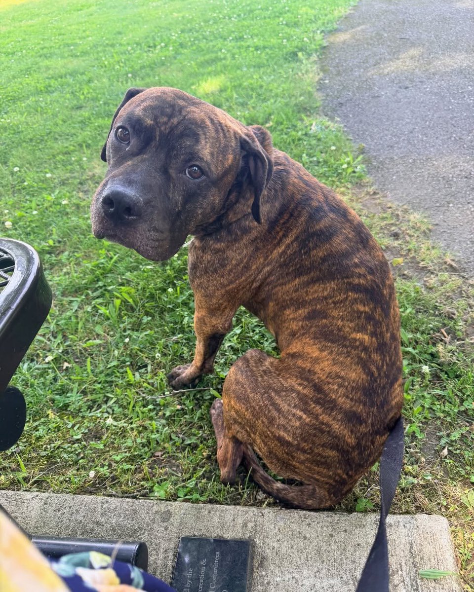 notthesameone2's tweet photo. Champion is out of the shelter ❤️ https://t.co/NXpwmZY8av