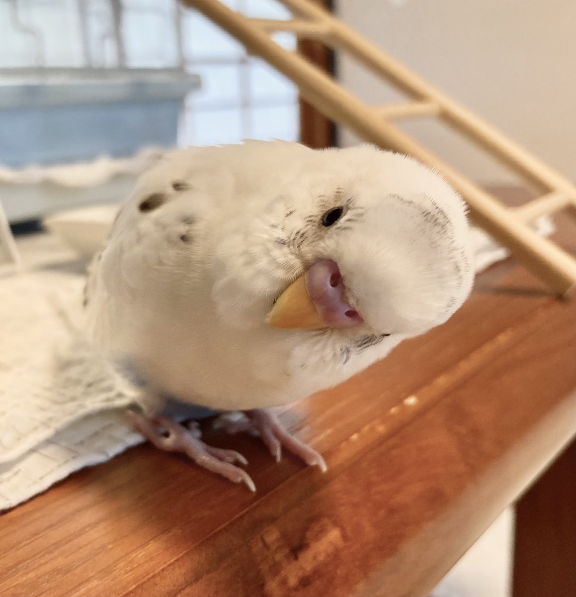 good_dipper's tweet photo. ボール落ちちゃったねー
#セキセイインコ https://t.co/DIfNwqpgvK