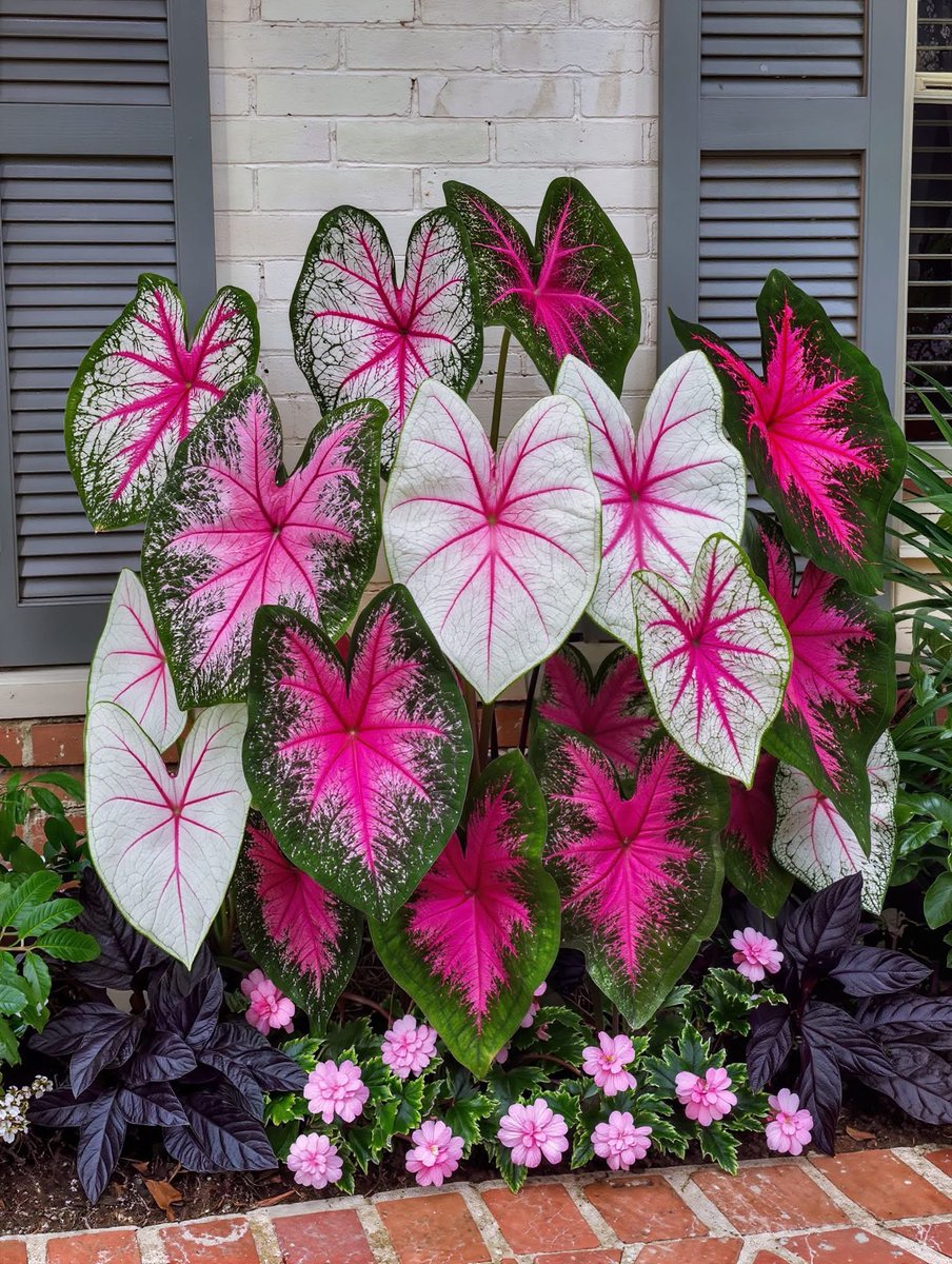 mshafqat72's tweet photo. Caladium plants dazzle with their heart-shaped leaves splashed in vibrant shades of red, pink, white, and green. More than just foliage, they are living works of art and color to gardens.🍃❤️
#Caladium #TropicalPlants #GardenBeauty #PlantLovers #NaturePhotography #ColorfulLeaves https://t.co/zmk0Jew0bc