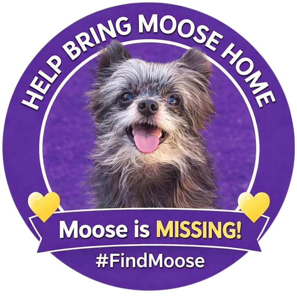 MissingPetsGB's tweet photo. Please share to help find MOOSE

MOOSE IS STILL MISSING 
#Castleford #WestYorkshire
#WF10

There is a substantial finders fee for the safe return of Moose, or for information that leads to his safe return home #STOLENDOGHOUR https://t.co/QZZMTA0PQ1