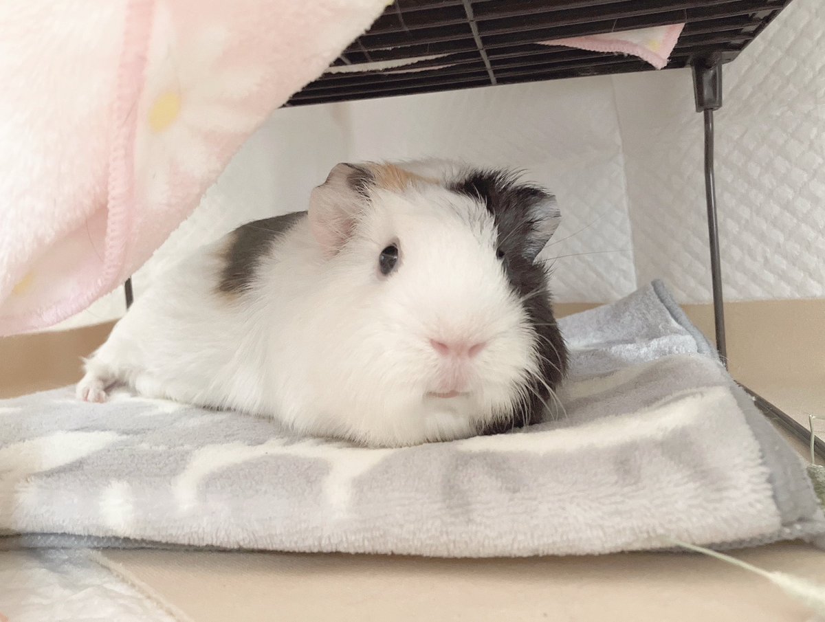 _mmimo_'s tweet photo. 眠れないよるも寝過ぎちゃったあさも 嬉しい時もかなしい時もずっとさといもがいちばんに思い浮かぶよ。全てだったもんね、どうやら、全てをうしなったみたい
#モルモット https://t.co/RcTUYpujp3