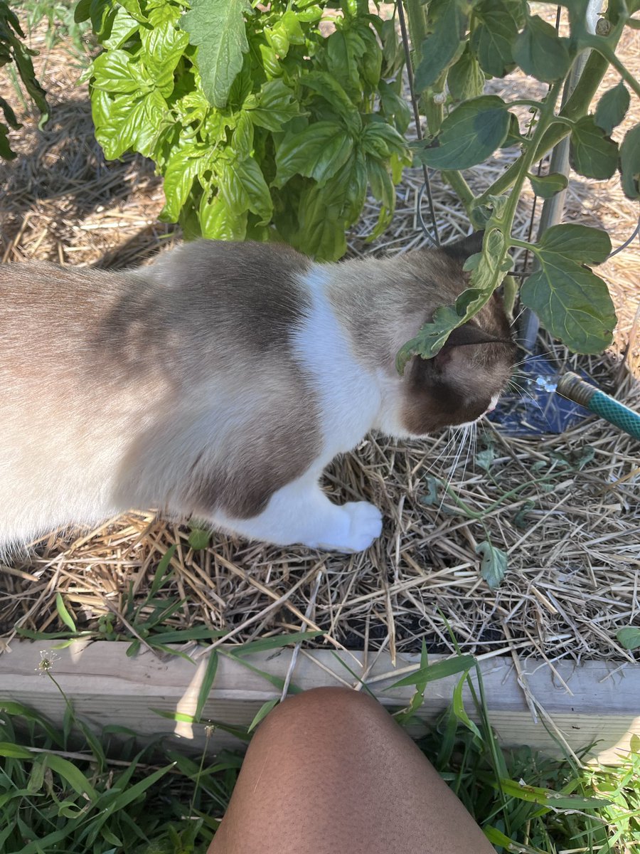 TairickaJ's tweet photo. ✨Special S/o to my baby Cauliflower🥰 

I raised him as a mouser from a kitten and he helps me keep harmful critters at bay! He’s a big boy who does an excellent job &amp; gets plenty meat/Fish from the grill during the summer 💙 https://t.co/SkBGWqC3Pp
