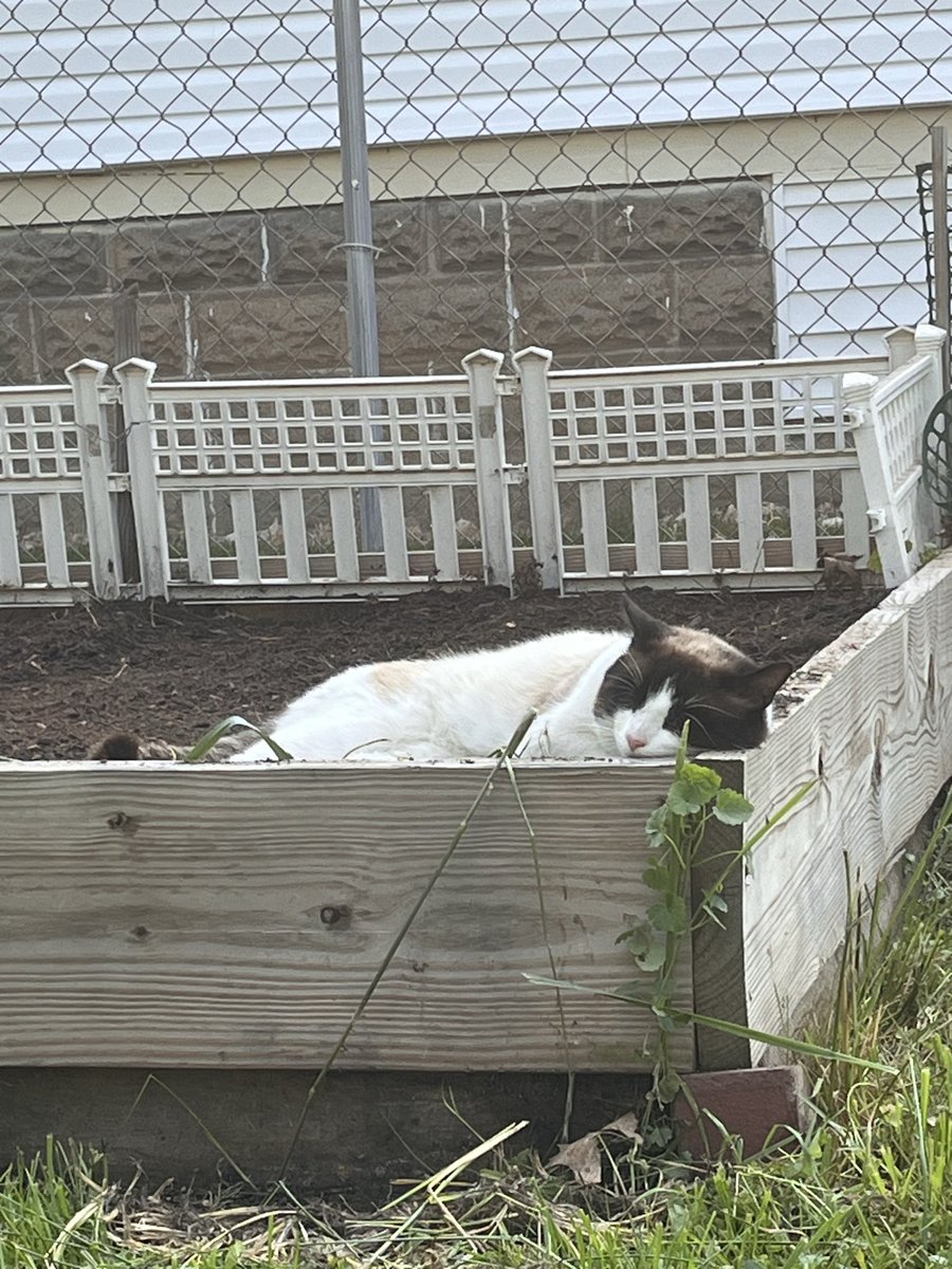 TairickaJ's tweet photo. ✨Special S/o to my baby Cauliflower🥰 

I raised him as a mouser from a kitten and he helps me keep harmful critters at bay! He’s a big boy who does an excellent job &amp; gets plenty meat/Fish from the grill during the summer 💙 https://t.co/SkBGWqC3Pp