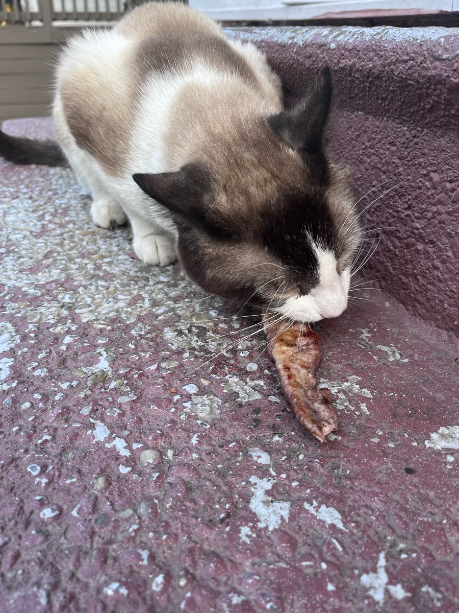 TairickaJ's tweet photo. ✨Special S/o to my baby Cauliflower🥰 

I raised him as a mouser from a kitten and he helps me keep harmful critters at bay! He’s a big boy who does an excellent job &amp; gets plenty meat/Fish from the grill during the summer 💙 https://t.co/SkBGWqC3Pp