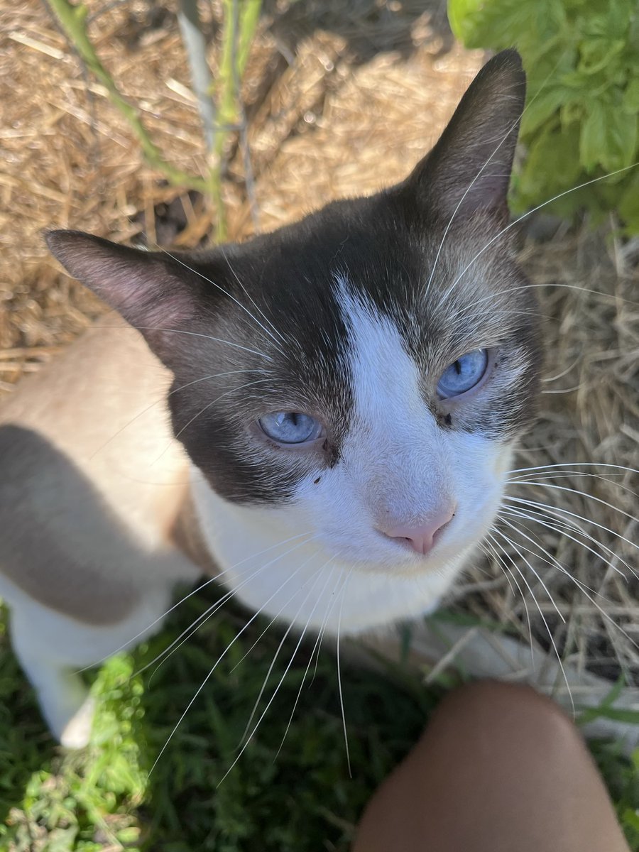 TairickaJ's tweet photo. ✨Special S/o to my baby Cauliflower🥰 

I raised him as a mouser from a kitten and he helps me keep harmful critters at bay! He’s a big boy who does an excellent job &amp; gets plenty meat/Fish from the grill during the summer 💙 https://t.co/SkBGWqC3Pp