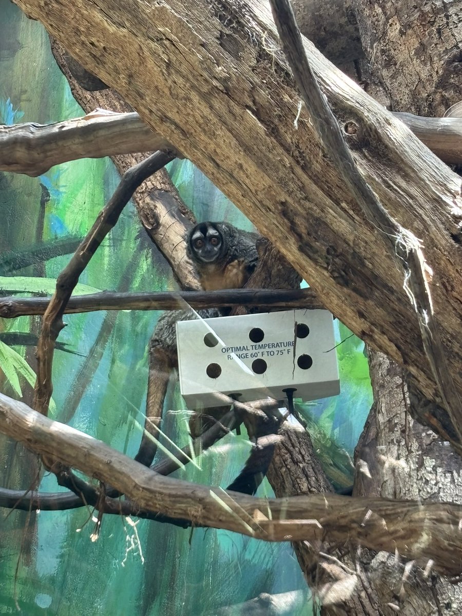 monkeygirl255's tweet photo. He was staring at me so cutely https://t.co/E3jOQ3nMcl