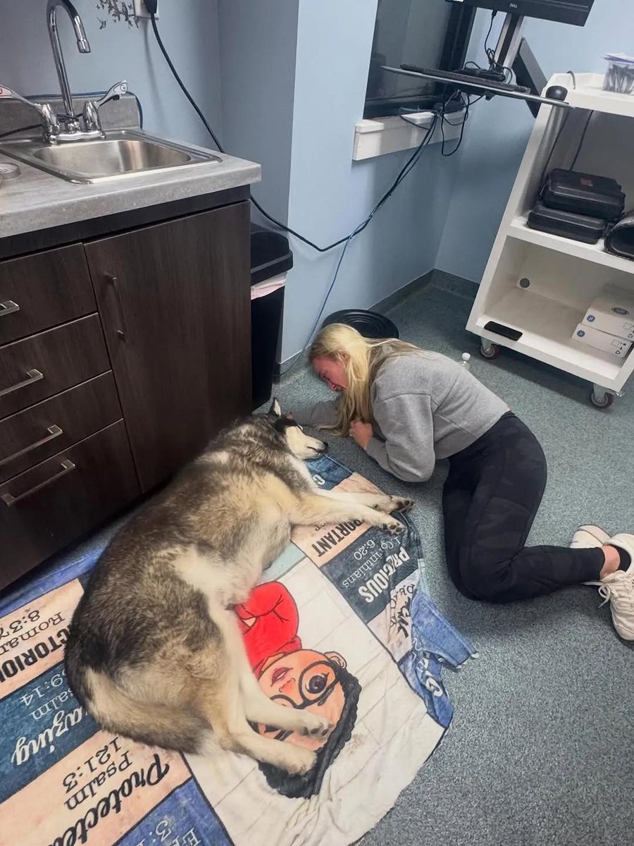 Hoorain154's tweet photo. Yesterday was one of the worst days of my life. Glacier, my first baby, filled a void I didn’t know I had. 🐾💔 Eleven and a half years was never enough, my sweet boy. 😢❤️ https://t.co/9lcxp8DLTG