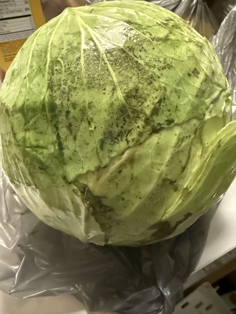 ChicagoDungeon's tweet photo. @Walmart wants me to return the moldy cabbage they delivered yesterday. So stupid. Are they going to keep delivering it until someone doesn’t reject it? https://t.co/oZSqmafrqM
