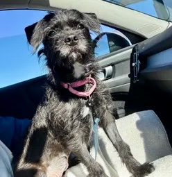 KeithOlbermann's tweet photo. GINNY IS MISSING IN EDGEWATER, Last seen at the intersection of Orchard Street and River Road, she's 13 pounds and chipped: 985113010502447. If you've seen or found her please call 888-466-3242 and PLEASE RT GINNY! https://t.co/NaoeqNY9tB
