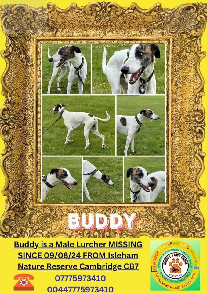 rosiedoc666's tweet photo. #StolenDogHour 
Where are you BUDDY lost since 9/8/24 #Isleham NATURE RESERVE #Cambridge 
Family desperately searching - really hoping he is safe with someone BUT they need answers, so very sad losing your best friend #Lurcher 
https://t.co/l19LdxRR5c
@juliagarland73 @HelWittman2 https://t.co/yRJ8omB8qi