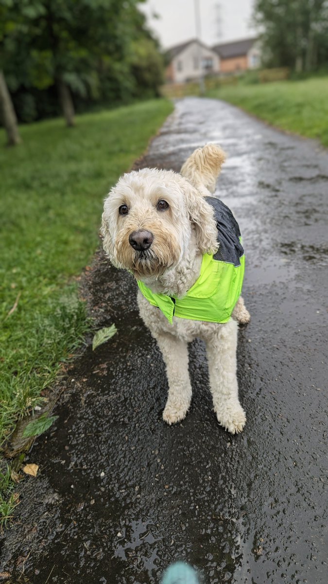 BarneyDood's tweet photo. Raindrops & Wet walks
#barneydood #goldendoodle #minigoldendoodle #scottishDogd #dogsofX https://t.co/2kV9WU239i