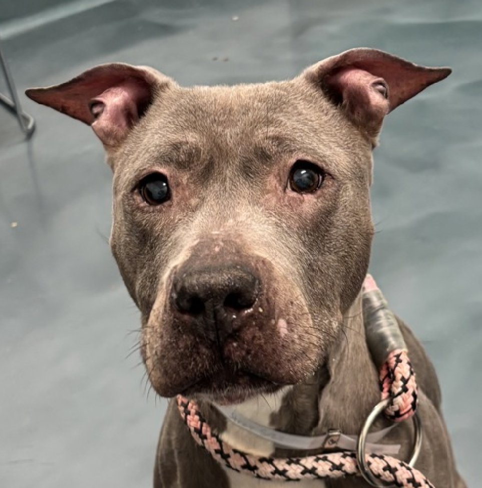 MyBoxerLuvMac1's tweet photo. 💔Raveena💔
#NYCACC #255268 8y
▪️Listed TBK: 6/9
#AdoptMe 

Precious sweetie's💔, listed 4 medical, after 16 days!
Poor dear Sr lady's been neglected.
Mammary masses, hind limb laneness consistent w osteoarthritis, mild dermatitis.
Darling lady also has CIRDC!
Needs loving, N.East #Foster/#Adopter, 4 MD 2 heal, & blossom as yr 4ever BFF in her golden era.

DM @CathyPolicky
Pls #Pledge4Rescue
💞R
https://t.co/YUnC7ie4vu