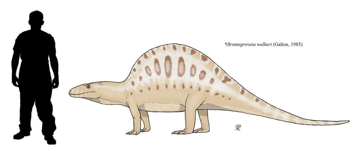 Thomas_cw_dino's tweet photo. Not enough people know about Bromsgroveia from the Middle Triassic of the UK

Art by Thomas Sutton https://t.co/MdpjVQRMgQ