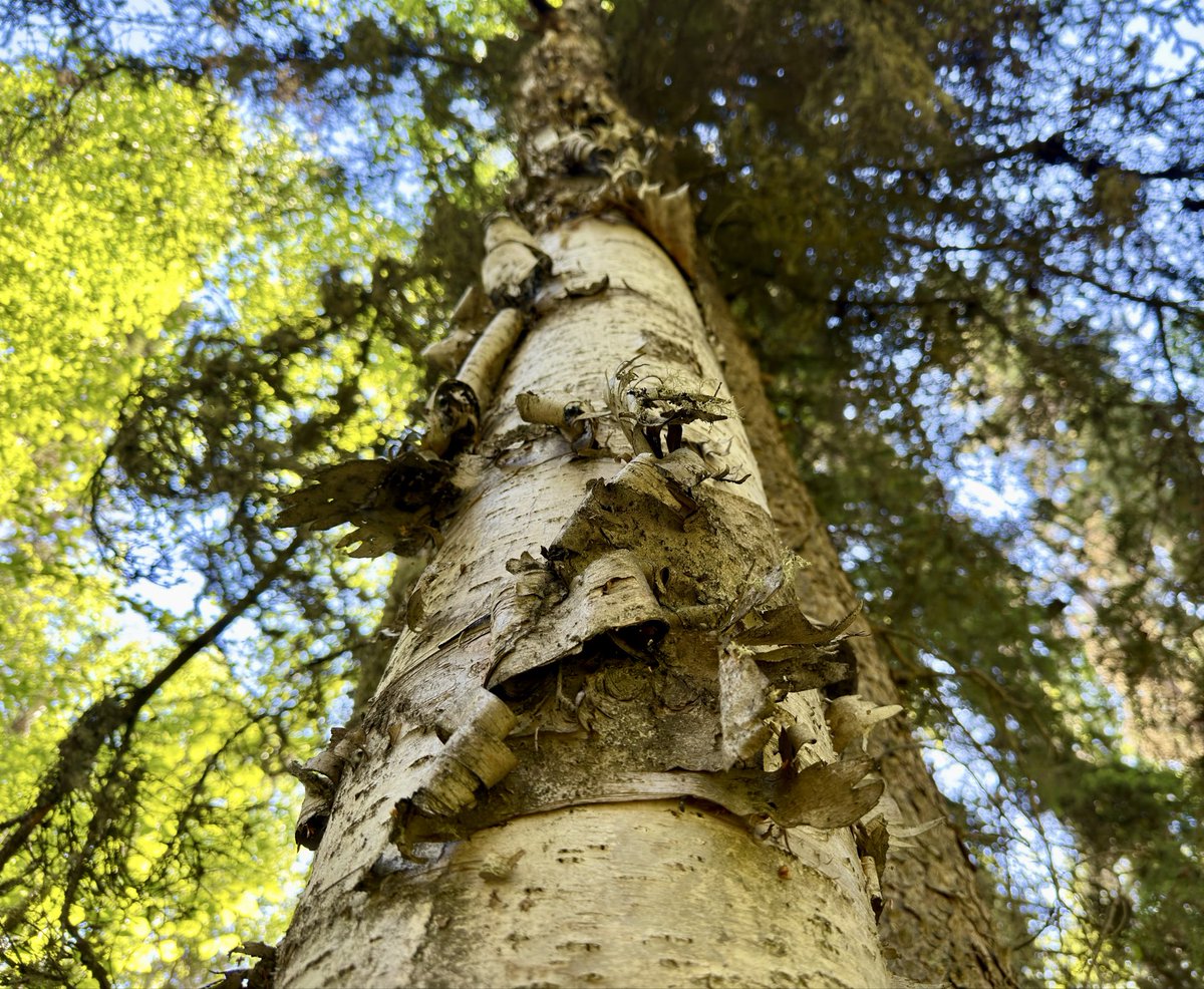 USSFlerken's tweet photo. Hugging trees &amp; petting the moss &amp; fungus. Bliss 🥰 https://t.co/Tym7ut96J0