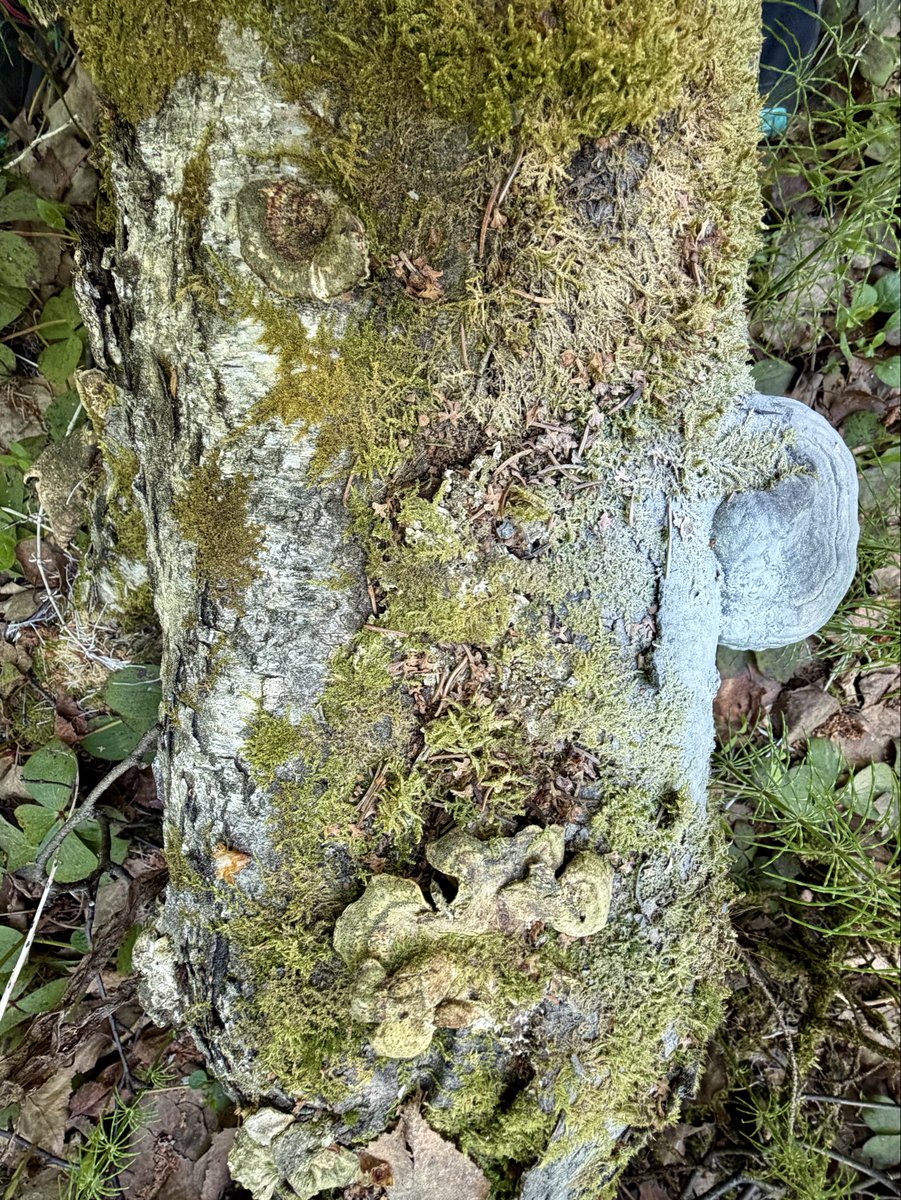 USSFlerken's tweet photo. Hugging trees &amp; petting the moss &amp; fungus. Bliss 🥰 https://t.co/Tym7ut96J0