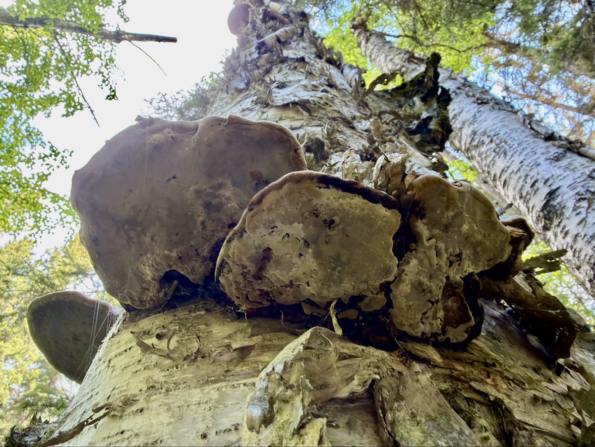 USSFlerken's tweet photo. Hugging trees &amp; petting the moss &amp; fungus. Bliss 🥰 https://t.co/Tym7ut96J0