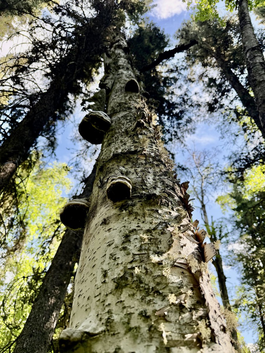 USSFlerken's tweet photo. Hugging trees &amp; petting the moss &amp; fungus. Bliss 🥰 https://t.co/Tym7ut96J0
