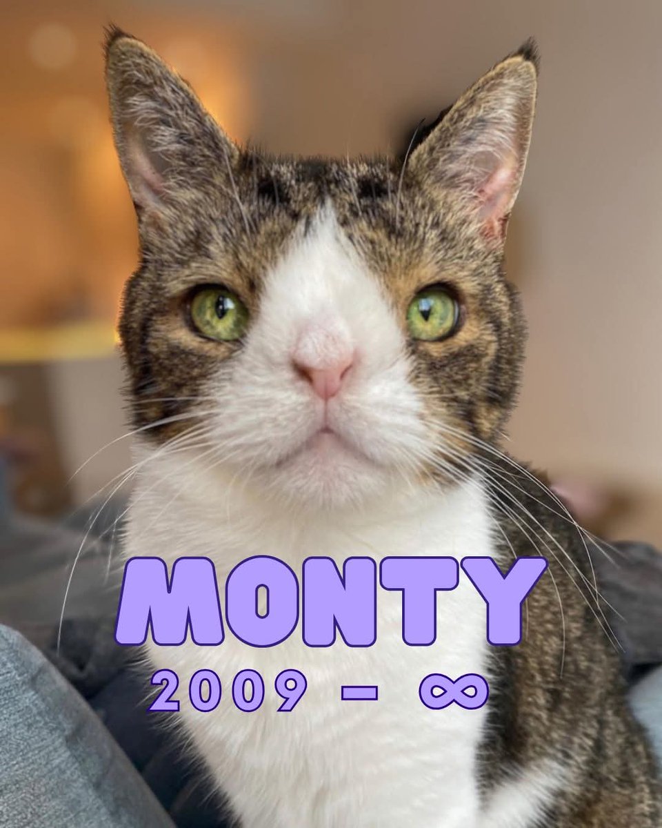 RaeleneMcBee's tweet photo. Just found out one of my favorite Internet cats passed and I'm heart broken 😭 you'll live forever in our hearts, Monty https://t.co/bzGOpvClnM