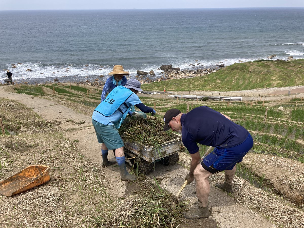 noto_senmaida's tweet photo. 昨日は草取り6日目🌱
なんと30名もの方々が参加してくれました！！震災後、初の作付エリアのため、休耕田のうちにたくさんの雑草の種子が落ちたのか、雑草がたんまり…

小さな田んぼばかりのエリアなので、ひとつの田んぼに一人入って、下からどんどん上に攻め入りました⚔️🌱

一枚一枚小さな田んぼは、終わるたびに達成感が得られやすくていいですね✨

そして田んぼから出した畦から運んで移動させるのが地味に重労働なのですが、皆さんこちらも手分けして行ってくれました。嬉しかったなあ🥲

珠州、金沢、富山、大阪、三重、そして田村淳の大人の小学校放送部の皆さんは全国各地から、そして衆議院議員の近藤和也さんも泥まみれになり草と格闘してくれました😳✨

おかげさまで、昨日1日で480枚中の100枚ほどは終わりました。あと100枚ほど。平日は愛耕会でできる限り行い、また週末の十字軍にお繋ぎしたいと思います！

でもこれは一番取り（ガス抜き）の話。このあと、稲が根を伸ばすまでは、二番取り、三番取りと同じ田んぼにワンシーズン三回入ります！

#令和6年能登半島地震 #能登豪雨 #輪島 #白米千枚田 #草取り十字軍