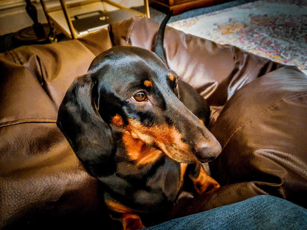themafiarocks's tweet photo. Eric says he hopes you've all had a fun weekend &amp; enjoyed barking at everything as much as he has! 😀😀😀 https://t.co/OMehXMkmXM