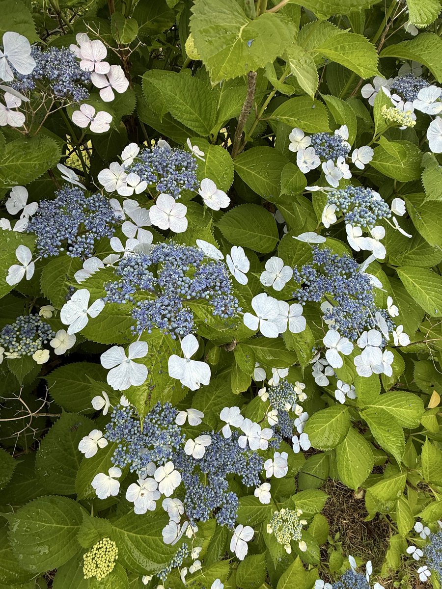 mipi2ed's tweet photo. 開店時間までヒマだったので、部活動🌿

ららぽーと福岡さんの植え込みは
けっこう渋好みというか
通好み？

#AQUA体感フェア福岡
#羽生クラスタ植物部
#羽生結弦
#TLを花でいっぱいにしよう https://t.co/T7qBhXAffF