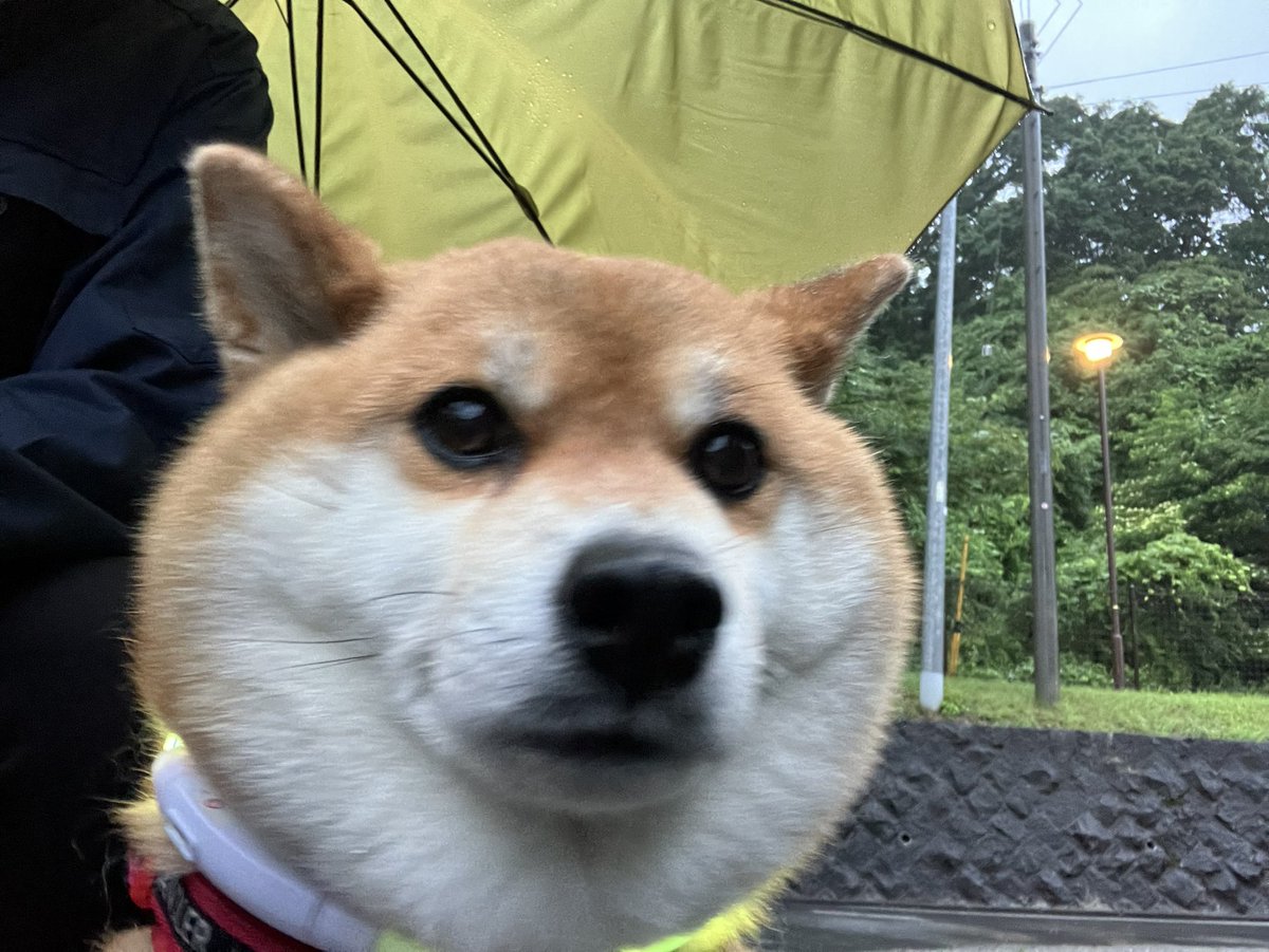 romi1963's tweet photo. おはようさやかさん☺️☔️

シトシト雨　関東も梅雨入りしたようですね

それにしても
最近何もかも早い！！😆
春が終わるのも早かったw
梅雨明け早くなくてもいいから、暑くなるのゆっくりでいい😅😅

裸族で出発したら💩でた☺️☺️
今日も良き一日でありますように🙏🥰 https://t.co/RD6Abp7I35