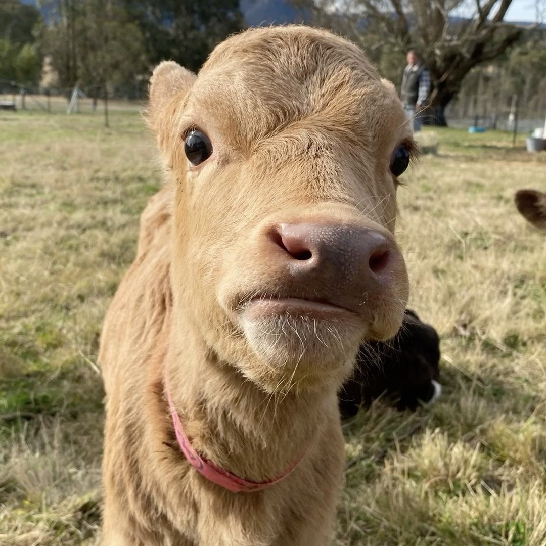 jackwolfecows tweet picture