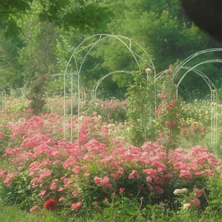 aestheticpost's tweet photo. Gardens that feel like fairytales... https://t.co/QOUobs8sIZ