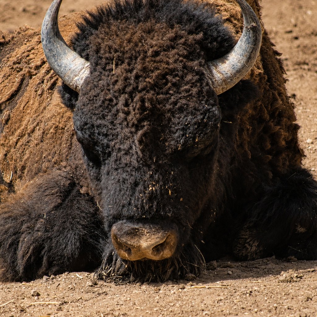 zooleon's tweet photo. 🌿🦁 Nuestro ZooLeón, donde cada visita cuenta una historia. Cada entrada contribuye a la conservación de especies, la educación ambiental y la protección de la biodiversidad. Gracias por ser parte de una aventura que inspira a cuidar la naturaleza. 💚 https://t.co/uE6QJek0Sw