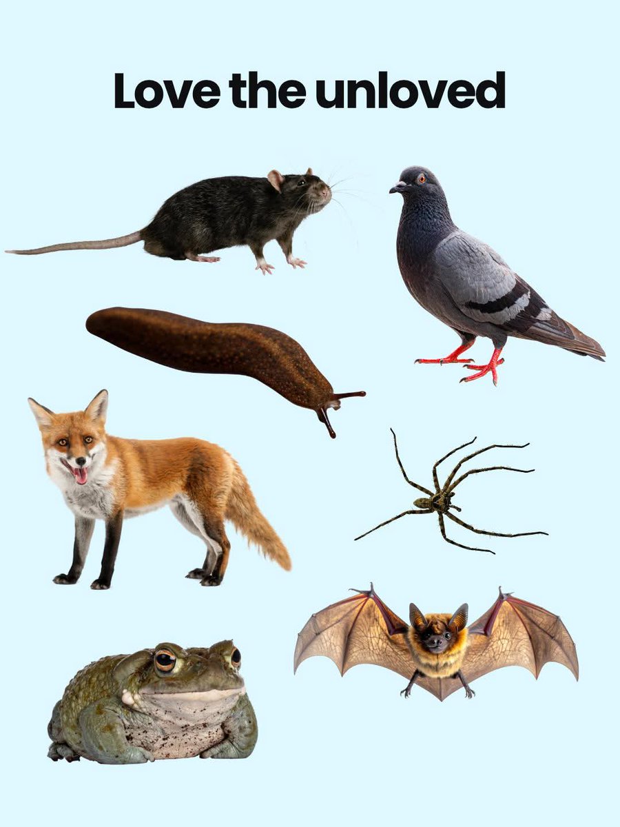DERVIEMOO's tweet photo. ALL animals deserve our respect and compassion, regardless of species. 🐀🐦🦊🦇🕷🐸

#lovetheunloved #animallover #loveanimals https://t.co/zprAVKMydX