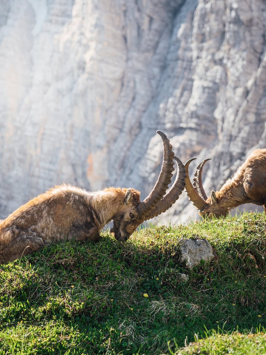 ExploringSlo's tweet photo. The wild parts of the Julian Alps and their wildlife 😍

Photos by 📸 @lanlakota https://t.co/qywIZWfGyG