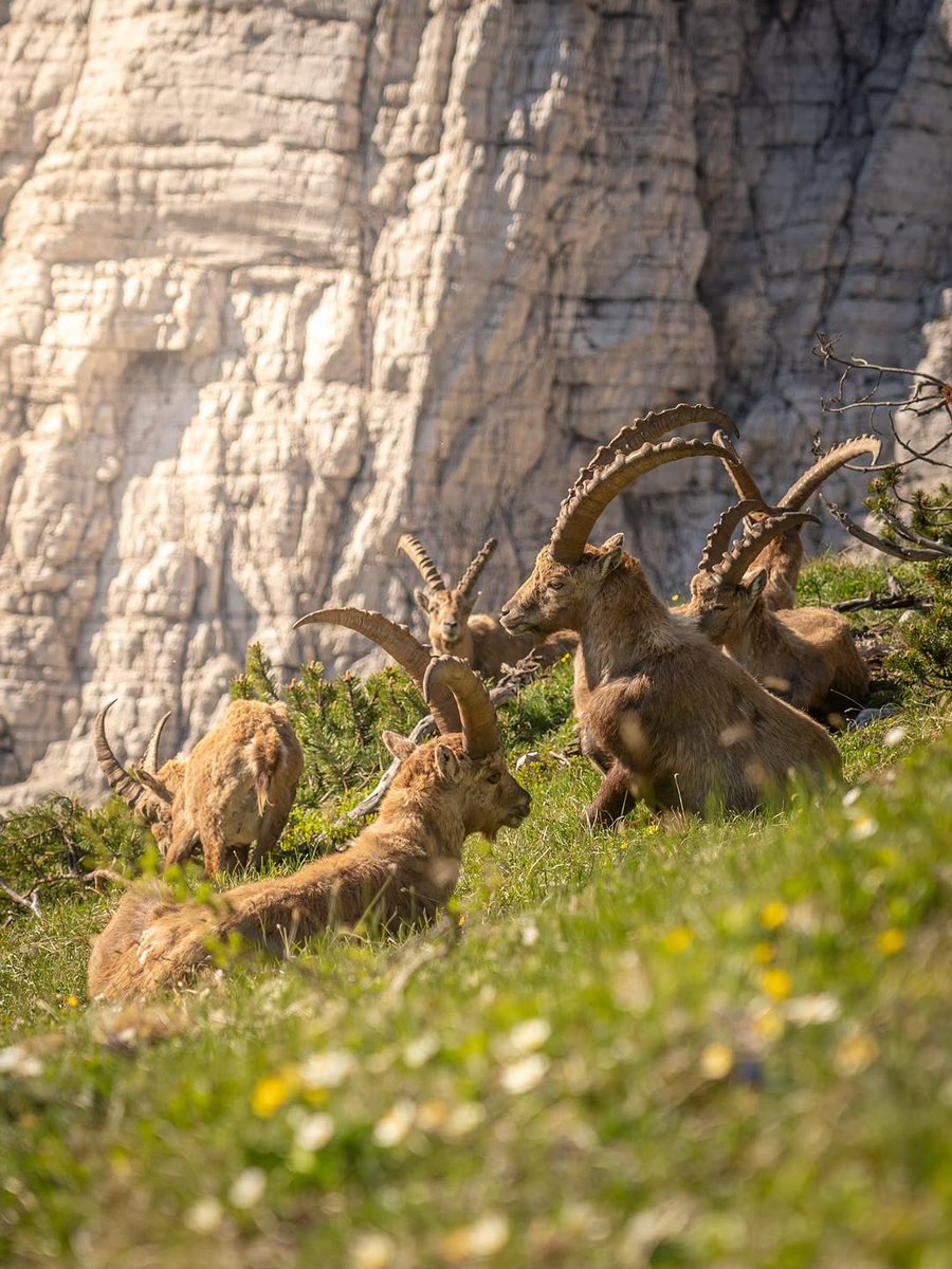 ExploringSlo's tweet photo. The wild parts of the Julian Alps and their wildlife 😍

Photos by 📸 @lanlakota https://t.co/qywIZWfGyG