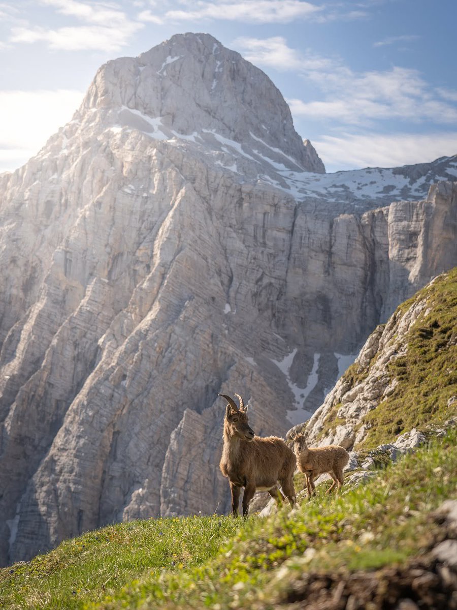 ExploringSlo's tweet photo. The wild parts of the Julian Alps and their wildlife 😍

Photos by 📸 @lanlakota https://t.co/qywIZWfGyG