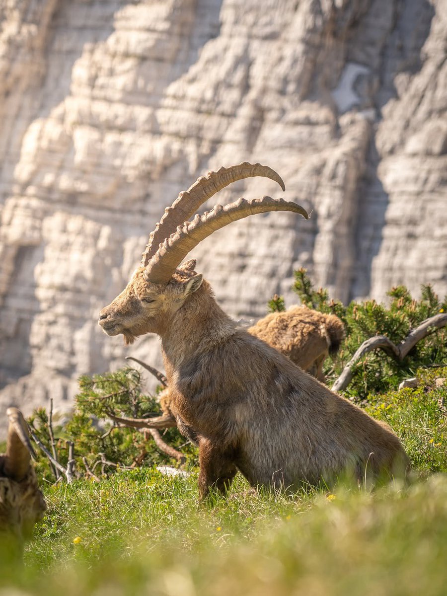 ExploringSlo's tweet photo. The wild parts of the Julian Alps and their wildlife 😍

Photos by 📸 @lanlakota https://t.co/qywIZWfGyG