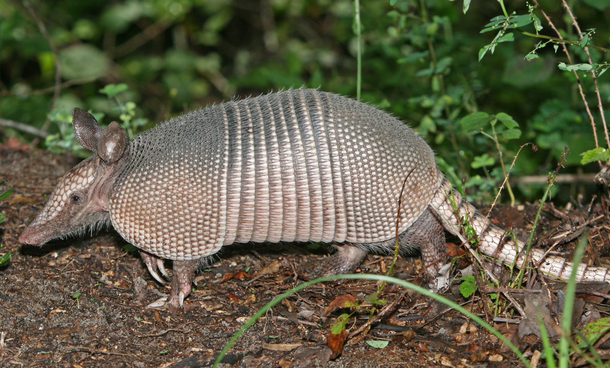 SpaceWaterfall1's tweet photo. Kiwawa, I think those things that the monkeys are riding are more like pangolins (right with the big scales all over its body, lives in Asia and Africa)[Schuppentier] rather than Amradillos (left with the smaller scales on only its back; lives in Americas)[Gürteltier]
#kfp https://t.co/Xub71mHVPu