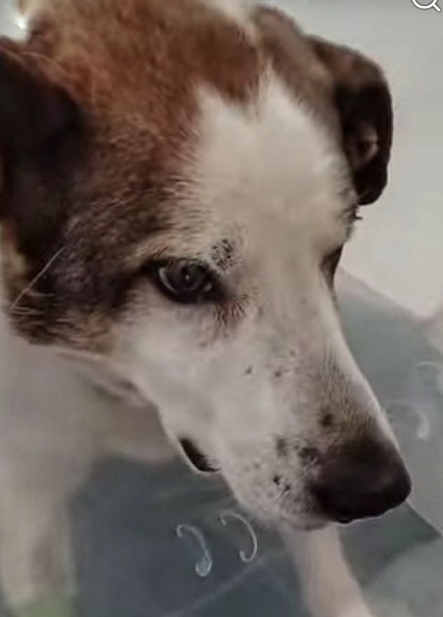 AnnaSernawit's tweet photo. Shanti to prawdziwy wojownik❣️Przeżył operację, doszedł do zdrowia i udowodnił,jak bardzo chce żyć❤️Teraz czeka na ten jeden,jedyny CUD🙏
Na prawdziwy dom,gdzie spędzi starość z godnością, otoczony miłością,której nigdy nie zaznał💔
☎️792-373-519 https://t.co/EvxI3oJrfc