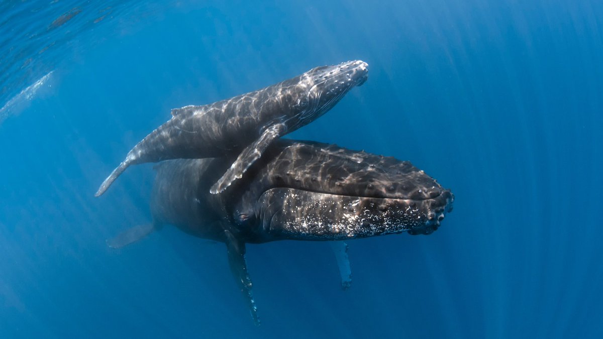 oceana's tweet photo. Love the ocean? So do we. 🌊

This Ocean Action Month, join Oceana and help make a real impact to protect our blue planet and the wildlife that call it home: https://t.co/5KrHwutcKE https://t.co/2mygz8YdO3